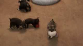 Toy Schnauzer Puppies Playing [upl. by Duile]