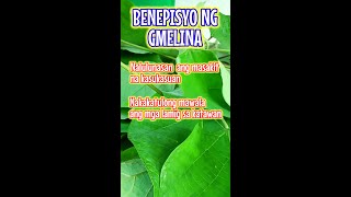 Gmelina Tree Benefits [upl. by Haidabez]