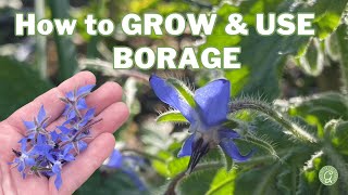 How to GROW amp USE BORAGE [upl. by Giardap]