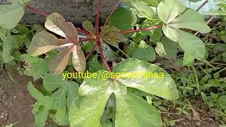 jatropha जेट्रोफा jamalghota plant जमालघोटा [upl. by Dowling314]