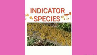 INDICATOR SPECIES ENVIRONMENTAL INDICATOR POLLUTION INDICATORS  CSIR NET ECOLOGY  Bioindicator [upl. by Chari]