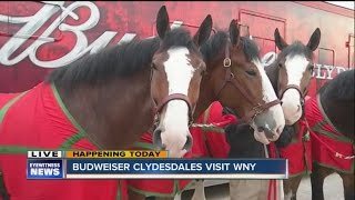 Budweiser Clydesdales visit WNY [upl. by Annoyt]