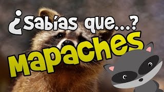 ¿Sabías que Cosas que quizás no sabías de los mapaches  Curiosidades [upl. by Anibur]