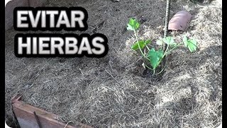 Como Evitar Las Malas Hierbas De Forma Natural En El Huerto Y Pasillo  La Huertina De Toni [upl. by Jegger]