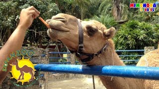 Diego de visita a Expanzoo🐪  Animales para Niños  Mimonona Stories [upl. by Smail]