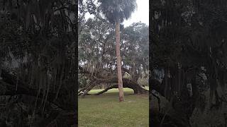 Another beautiful plantation near Beaufort SC beaufortsc plantationsouthcarolina [upl. by Whitcomb493]