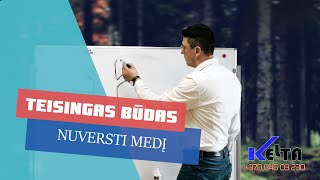 Kaip nupjauti medį Patarimai kaip nuversti medį [upl. by Alika]