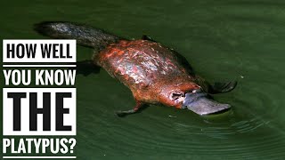 Platypus  Description Characteristics and Facts [upl. by Briny]