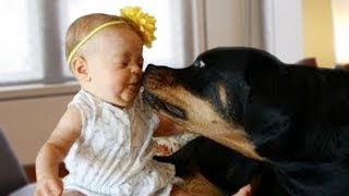 Rottweilers big dog love and huge happiness [upl. by Reamonn]