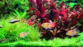 Keyhole Cichlid aquarium 20171125 [upl. by Adnohser846]