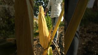 small corn on a small plant nature farming gardening shorts [upl. by Notlaw]