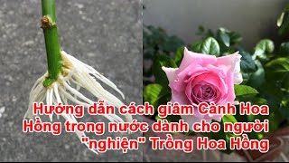 Hướng dẫn cách giâm Cành Hoa Hồng trong nước dành cho người “nghiện” Trồng Hoa Hồng [upl. by Aldwin]