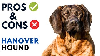 Hanover Hound Pros and Cons  Hanoverian Hound Advantages and Disadvantages [upl. by Iaria]