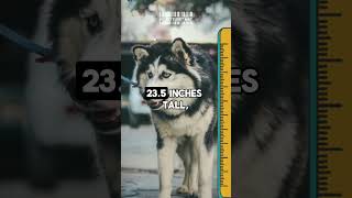 101 Howlsome Facts About Siberian Huskies That Will Make You Go Woof MUSTWATCH p22 facts [upl. by Suzetta]