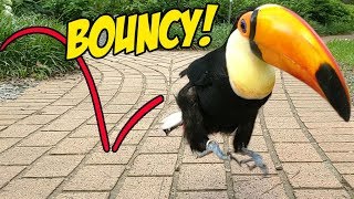 Toucan Hops to Cure Your Depression An ADORABLE Montage [upl. by Cagle]