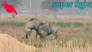 the real power of Nilgai in mustard farm tech earth [upl. by Leidgam]