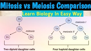 Mitosis vs Meiosis  mitosis and meiosis cell division biology [upl. by Leonidas]