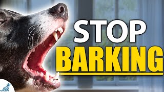 STOP Your Dog From Barking Indoors  Complete Guide [upl. by Cupo]