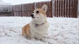 My corgi Yuki loves the snow so much [upl. by Gianna991]