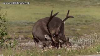 September 2016  Sob arktický Rangifer tarandus [upl. by Eiddam]