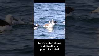 Shy Albatross call Indian Ocean near Hermanus South Africa shorts birds birdsinging [upl. by Leahcimnhoj]