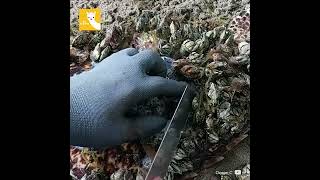 ¡Quitan uno a uno más de 50 percebes a una tortuga marina 🐢😱 [upl. by Elegna]