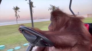 Orangutan Driving Golf Cart ft Phil Collins [upl. by Aneles]