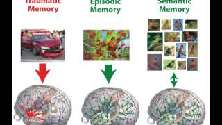 How the Brain Works Conscious Memory Video 10 of 20 [upl. by Naloc]