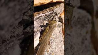 Grasshopper travel italy insects [upl. by Neumeyer]