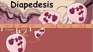 Diapedesis  Extravasation of Neutrophils  Innate immunity [upl. by Ardnohsal594]