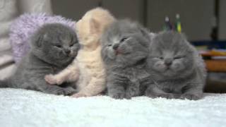 wwwaishapl AmazingAishaPL  British Shorthair Cattery  maluszki Carrerki [upl. by Kentigerma316]