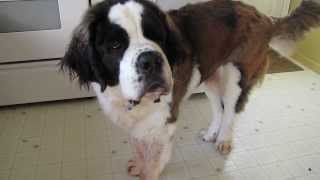 St Bernard Dog Talking [upl. by Huda]