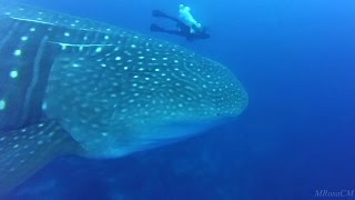 Buceando en Galápagos 2016 Diving [upl. by Aicinat]