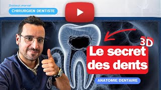 Le SECRET des DENTS  le NERF dentaire [upl. by Herrah617]