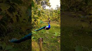 Beautiful peacock catching 🦚😨 youtube viralvideo shownfeed shortsfeed birds wildlife subscribe [upl. by Seaton189]