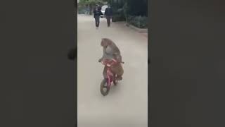 Monkey cycle ride 😄 [upl. by Dedric]