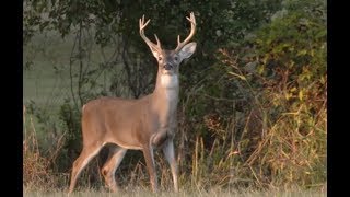 Arkansas Wildlife  S5E1 Legacy of Conservation and the Science of Wildlife Management [upl. by Winwaloe]