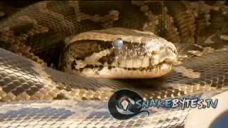 Snake Bytes TV  Snake Charming [upl. by Ormond795]