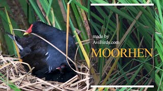 Moorhen Marsh Hens [upl. by Oratnek]