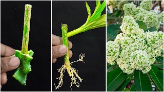 How to grow alstonia scholaris from alstonia scholaris cutting With Using Dragon cutting [upl. by Garreth765]