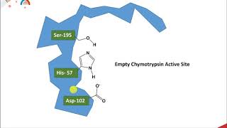 CH450 Chapter 72 and 73 Catalytic Mechanisms of Enzymes Chymotrypsin [upl. by Nylirek]