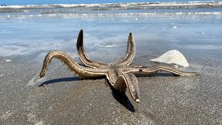 Massive starfish spotted strolling along Texas beach [upl. by Merce]