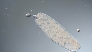 Spirostomum repairs itself after membrane rupture [upl. by Tann82]