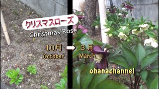 クリスマスローズ 秋の古葉きりから春の剪定まで Caring for Christmas Rose Hellebores♪ [upl. by Thalia330]