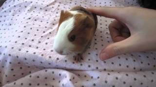 Baby guinea pig wheeking for five minutes straight [upl. by Xylia]