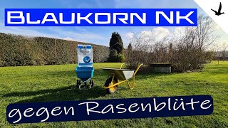 Rasendünger Blaukorn NK gegen Rasen Blüte🚩Erklärung und Anwendung [upl. by Solotsopa]