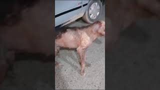 URGENT 🚨 DOG RESCUE NEEDED IN ABBOTTABADSEVERE SARCOPTIC MANGE Location Abbottabad Pakistan [upl. by Adnomal]