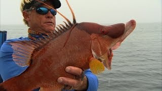 Hogfish Fishing Offshore Tampa Bay Florida and Gag Grouper [upl. by Zurc]