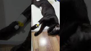 Dexamethasone injections to cat after spayed cat spayandneuter [upl. by Afton806]