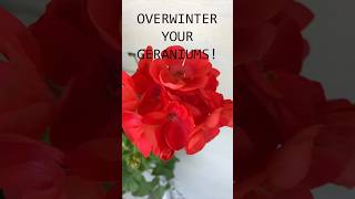 Learn how easy it is to overwinter your annual geraniums gardening gardeningtips geraniums [upl. by Lenka455]